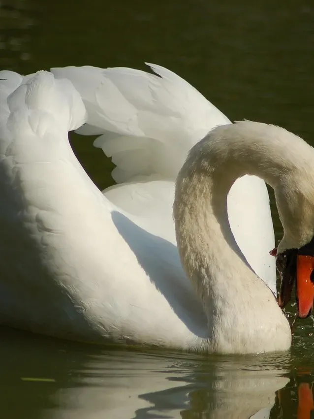 Swans Brooch