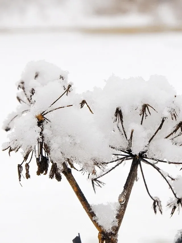 Snowflake Brooch