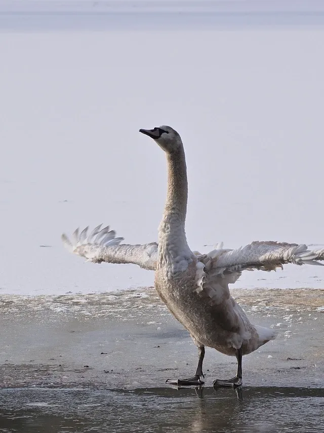 Swan Brooch