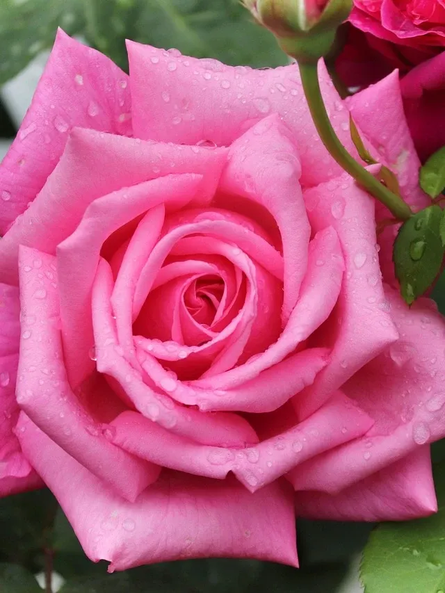 Rose Brooch