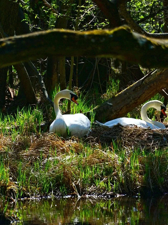 Swan Brooch