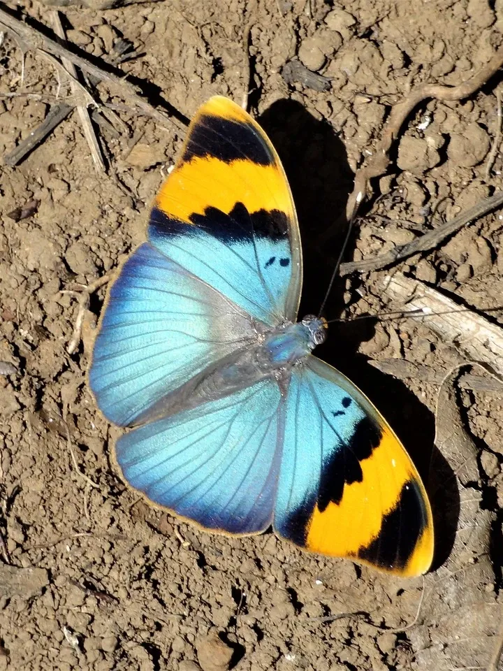 Butterfly Brooch Shines And Reflects Light