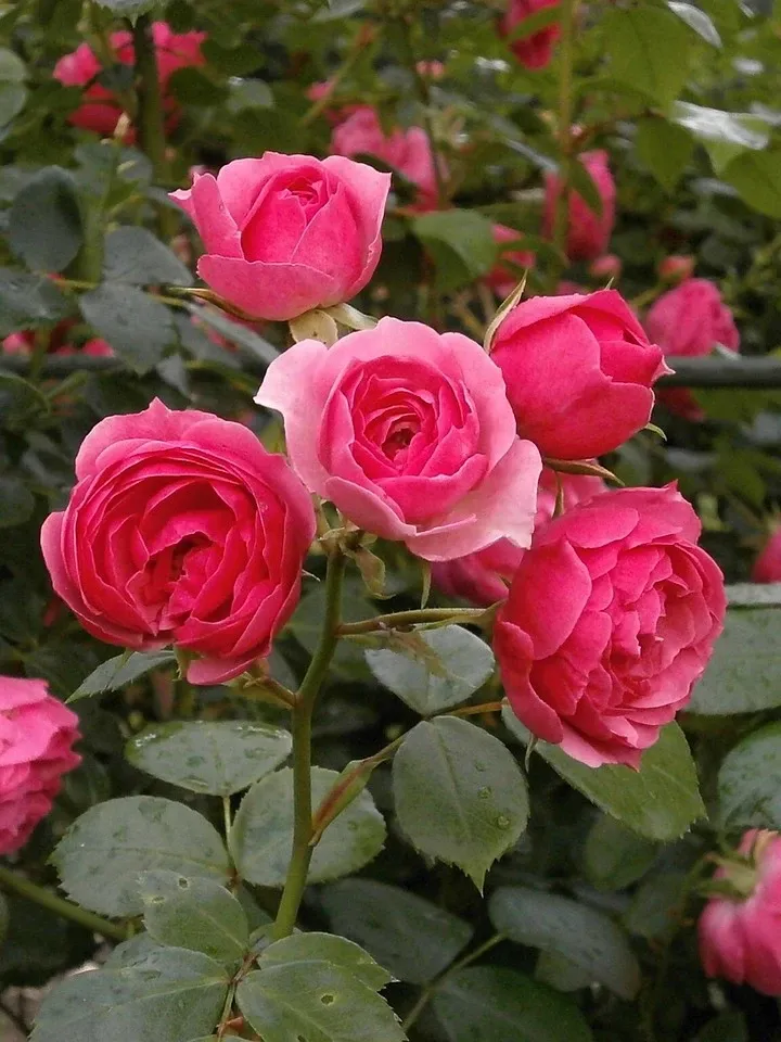 Rose Brooch