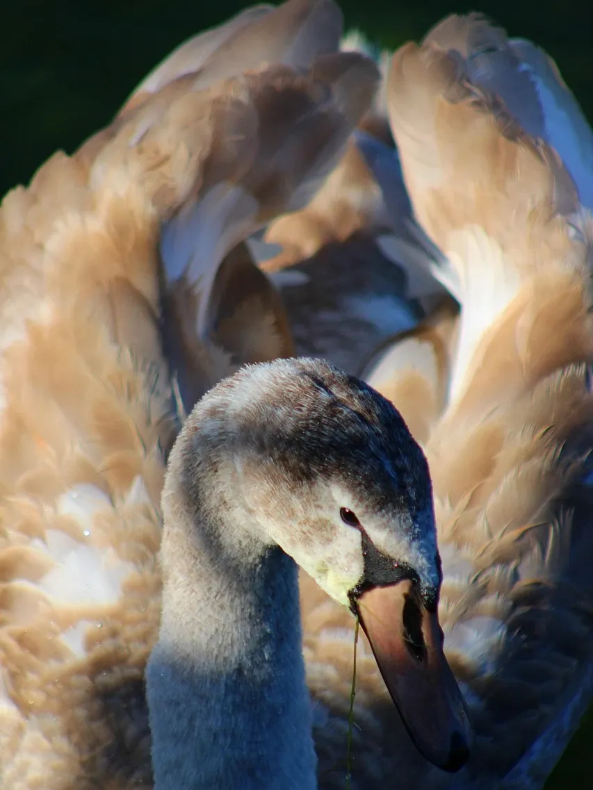 Swan Brooch