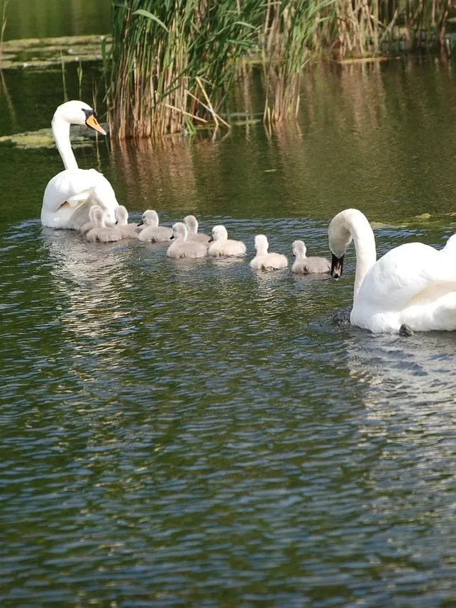 Swan Brooch